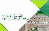 Diện Tích Tối Thiểu Tách Thửa Đất Cây Lâu Năm